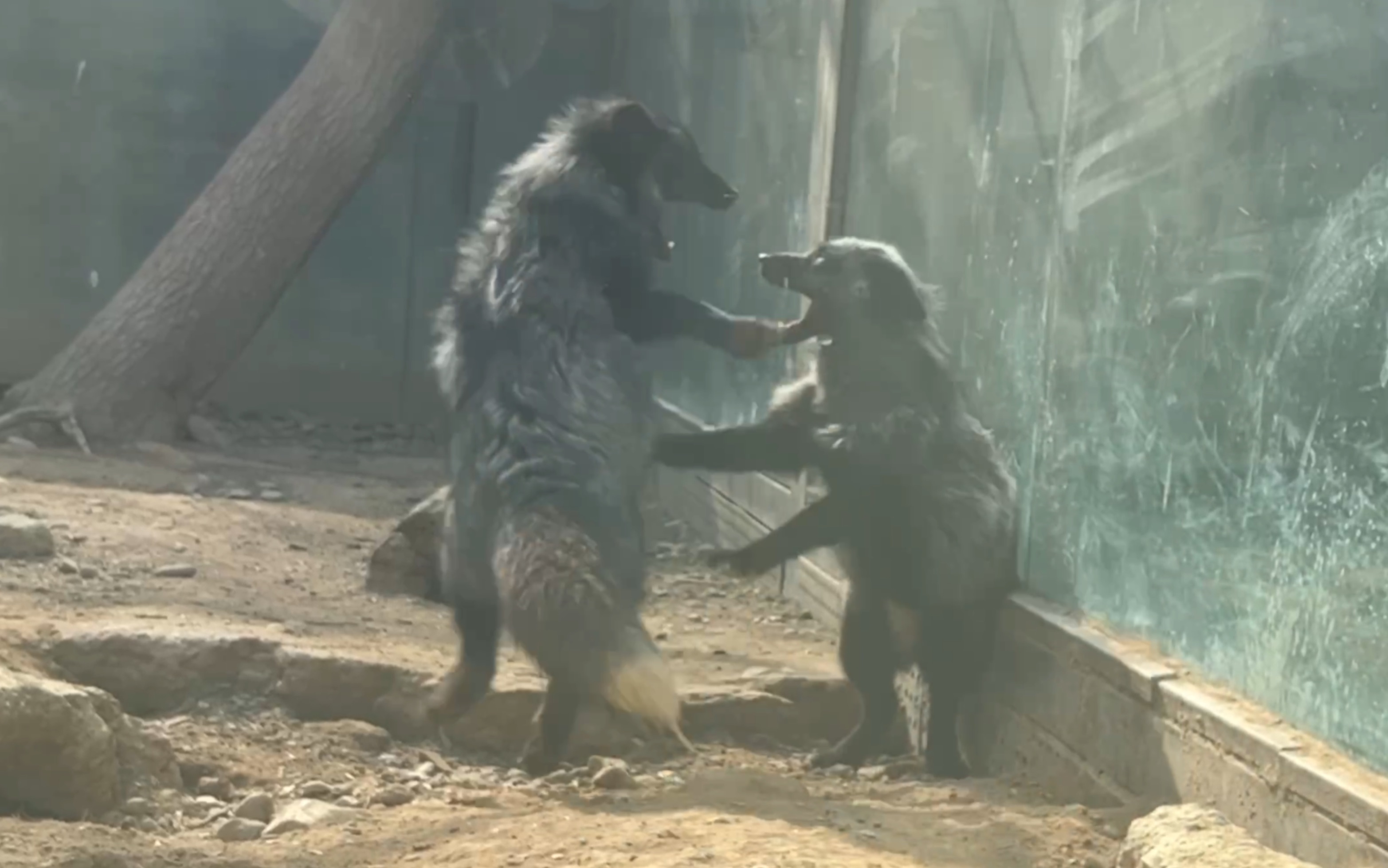 小银狐:a.t. field,全开!