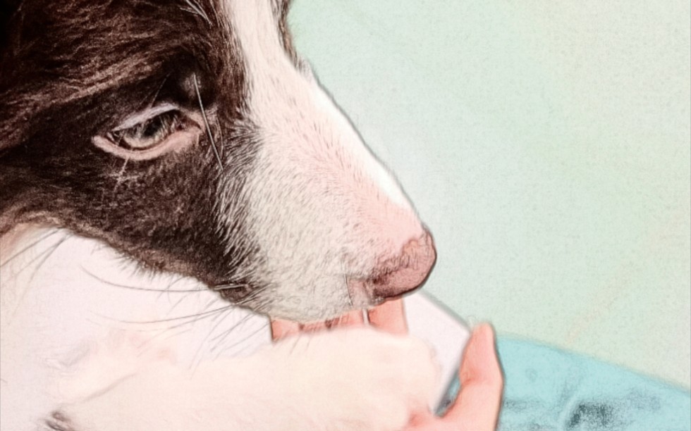 和修狗的愉快互动 握个爪叭