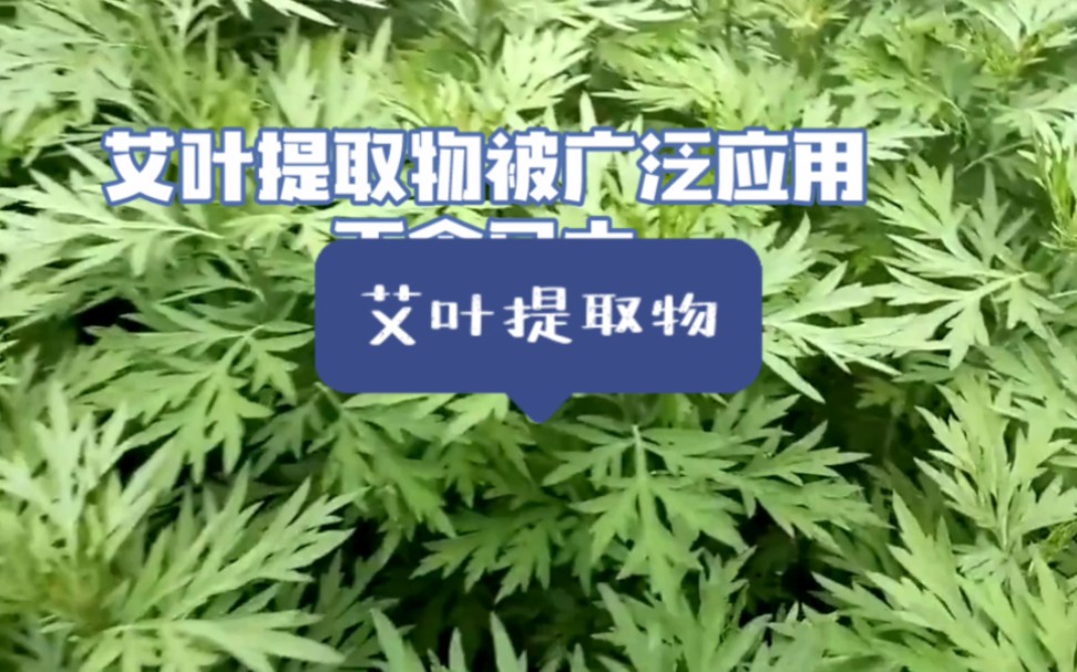 艾叶提取物-济南圣和化工有限公司
