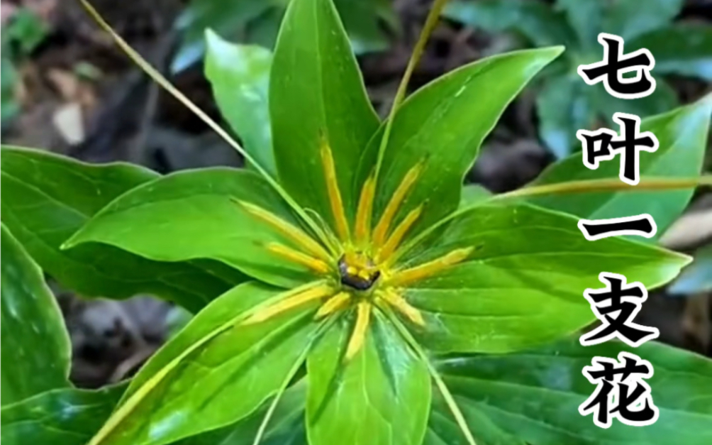 [图]七叶一枝花也叫重楼