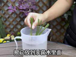 拯救烂根的兰花#兰花 #养花小知识 #花卉绿植