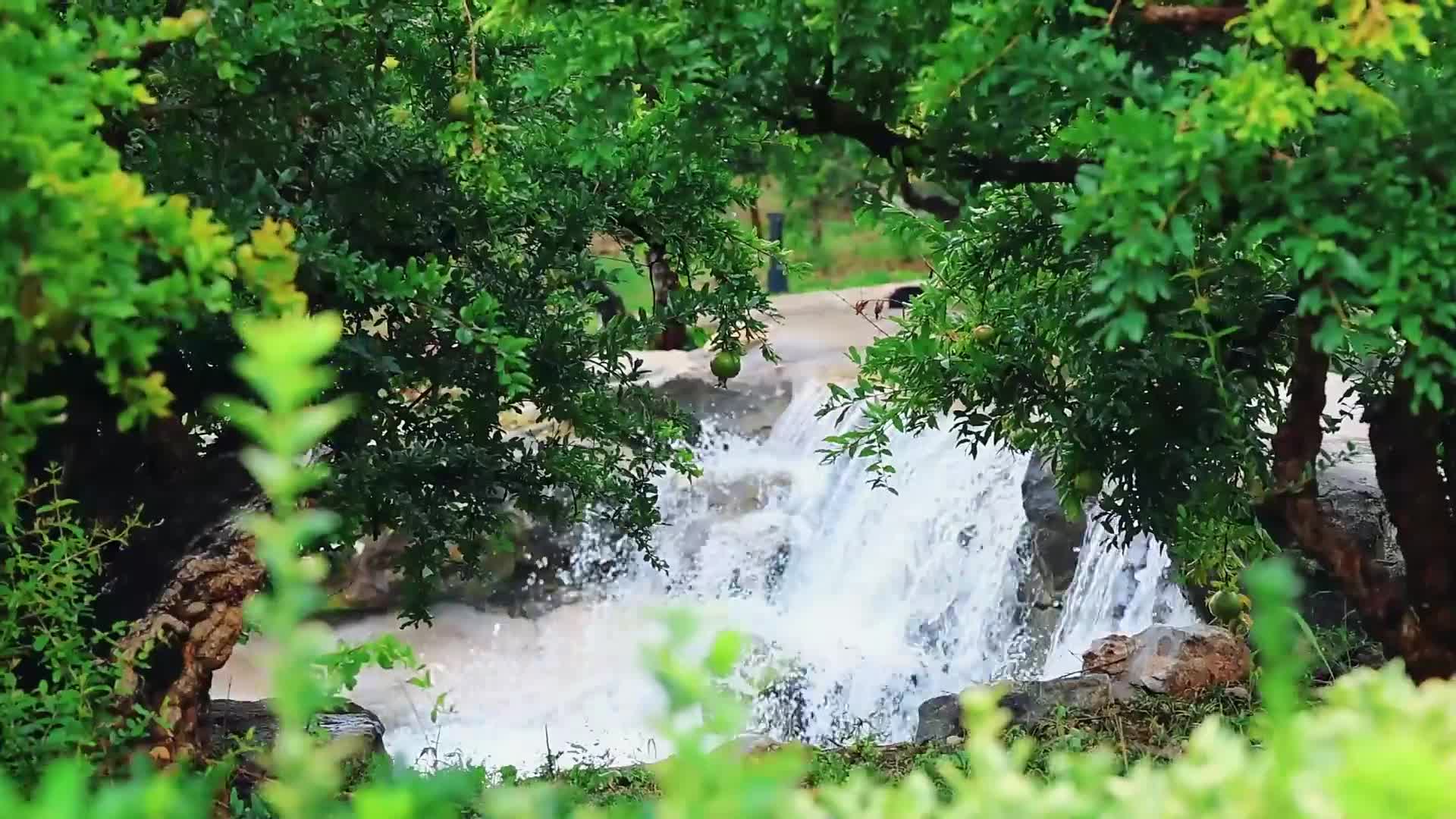 枣庄市峄城区:雨后万福园