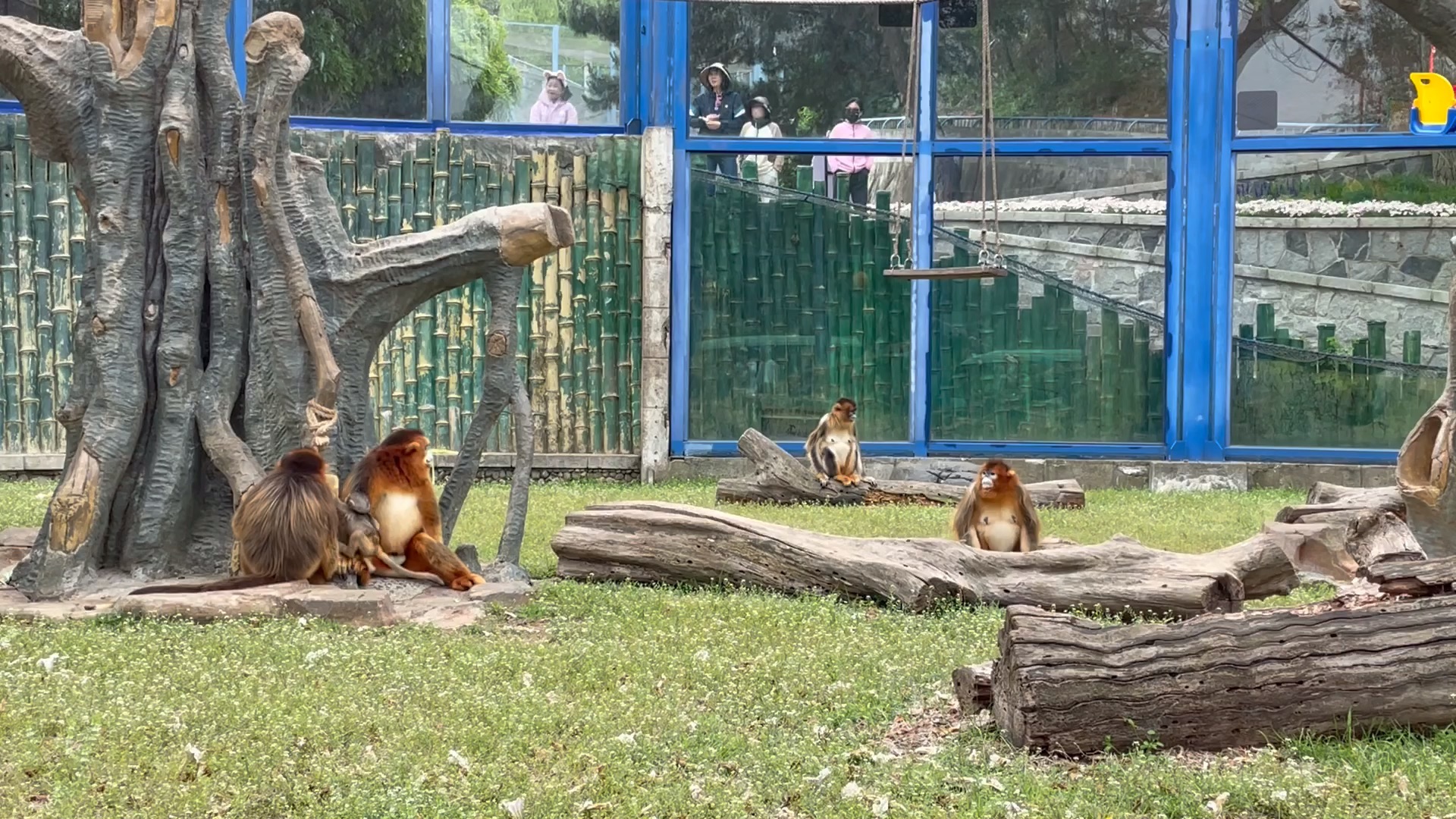 大连森林动物园慢玩细看g 川金丝猴馆(睡不着,来数一数几只猴子)