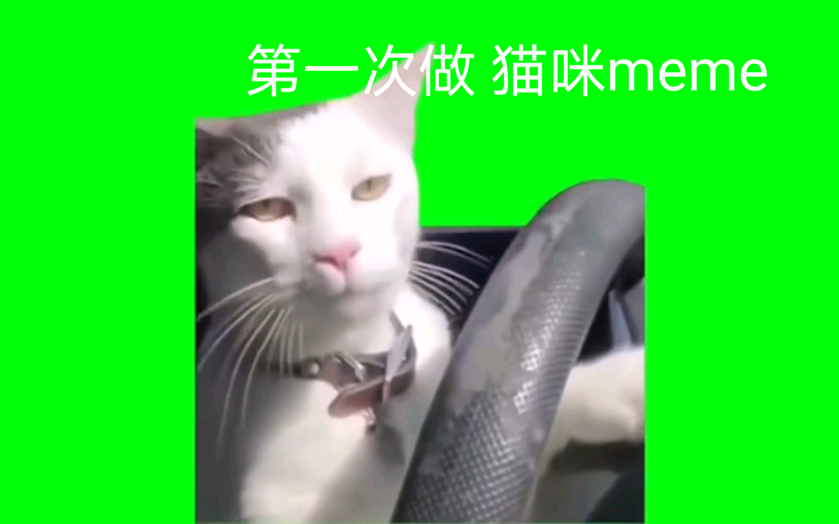 猫咪段子16mb图片