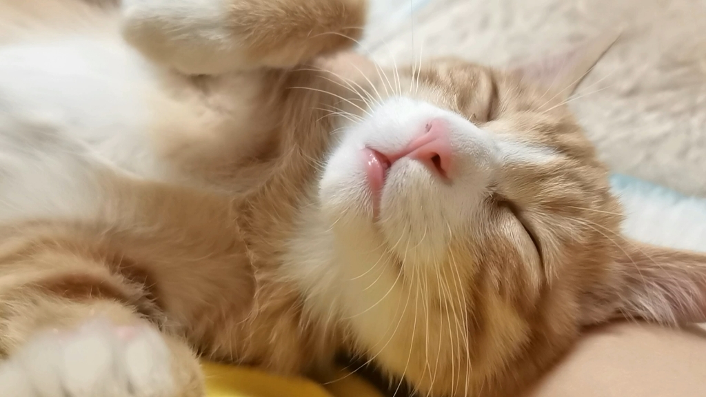 躺怀里秒睡的小猫猫