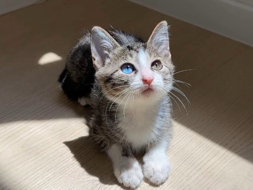 捡到流浪小猫两周的变化