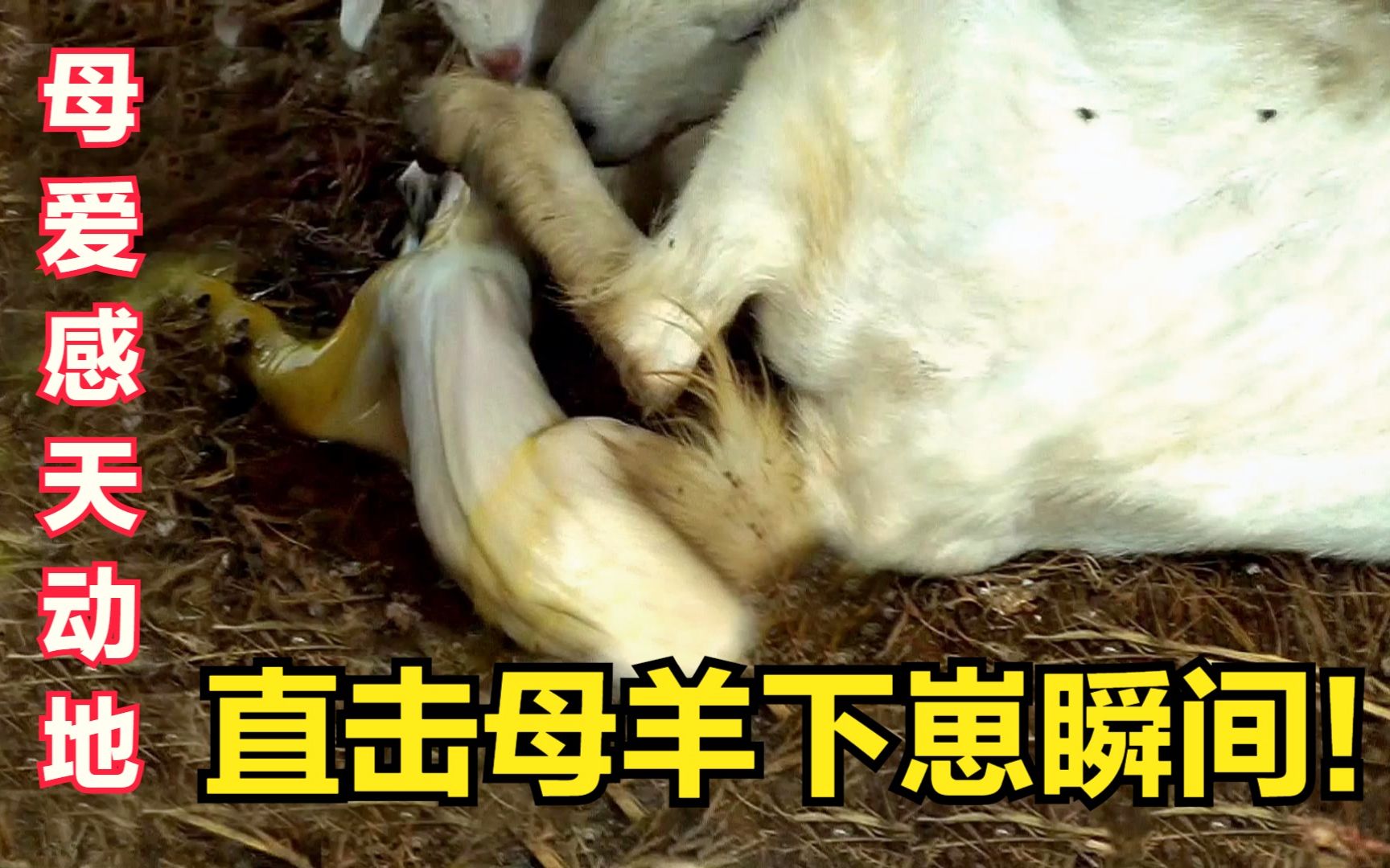 母羊叫声撕心裂肺实拍羊妈妈生小羊天下母爱无不让人感动
