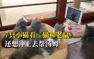 Скачать видео: 7只小猫全神贯注看《猫和老鼠》，主人：它们好像看懂了