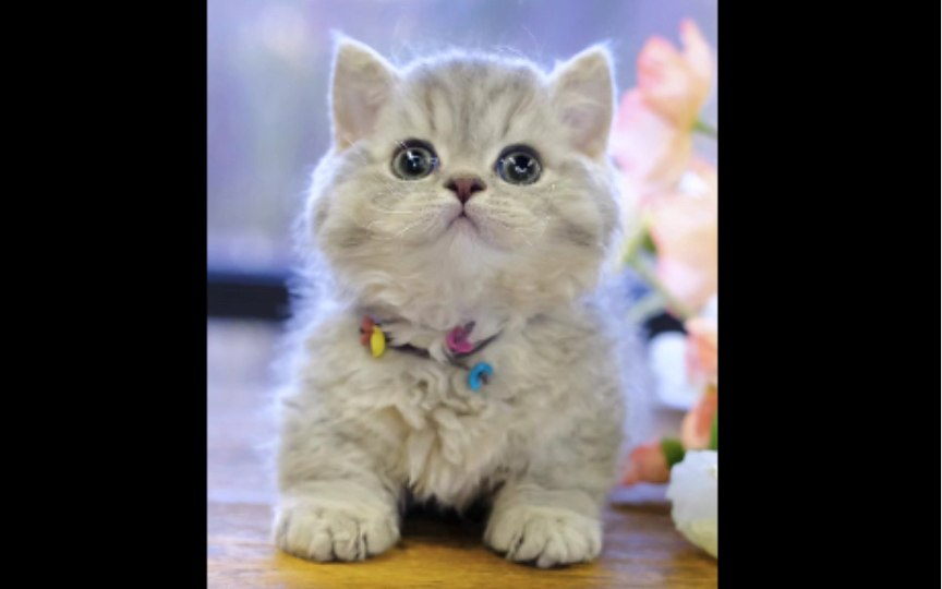 (曼基康卷毛矮脚猫)夭寿啦,泡面成精了!就是怎么感觉腿有点短呢?