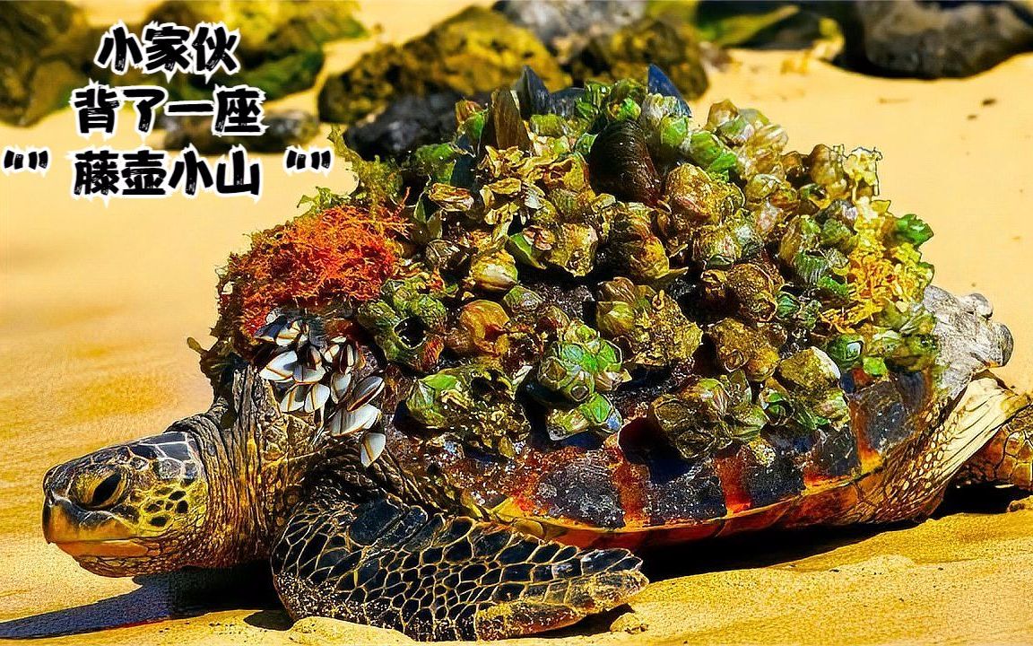 小海龟被藤壶寄生,后壳上密密麻麻长满了,帮海龟彻底清理掉