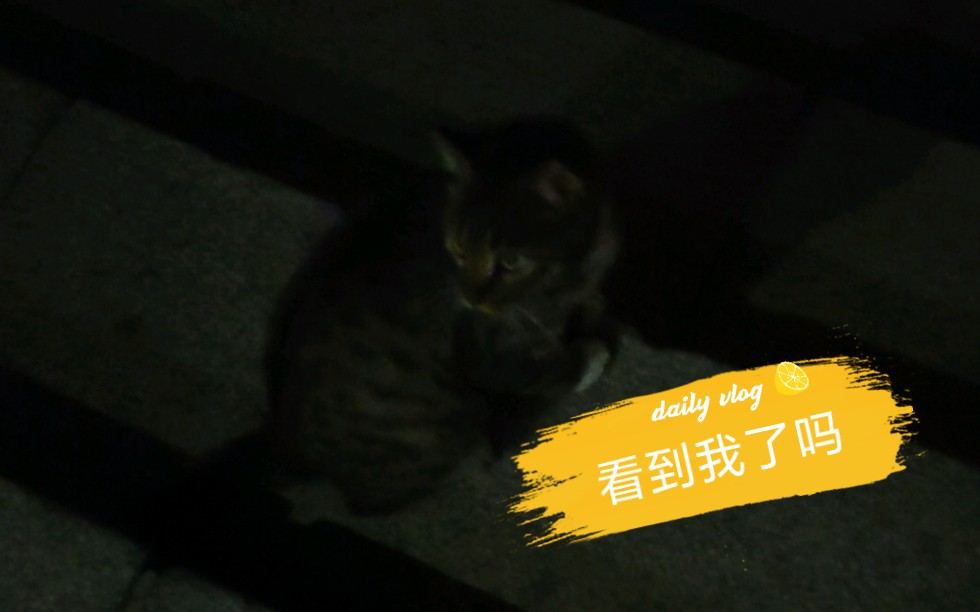 叫声好听的狸花猫哔哩哔哩bilibili