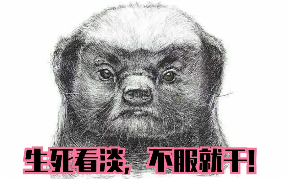 在下平头哥,今天只想打死各位!或者被各位打死!