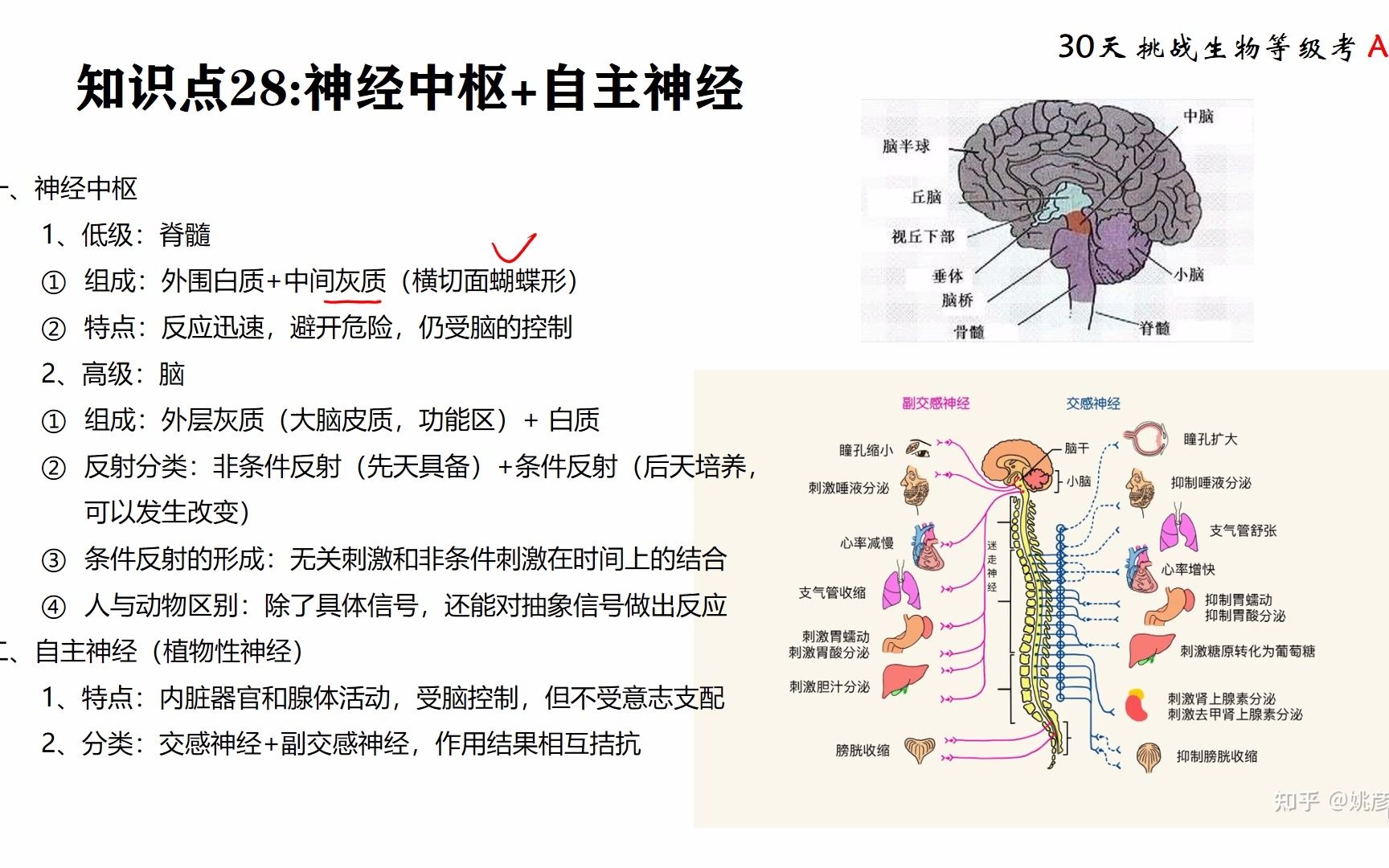 等级考 知识点28 神经中枢+自主神经相关知识点哔哩哔哩bilibili