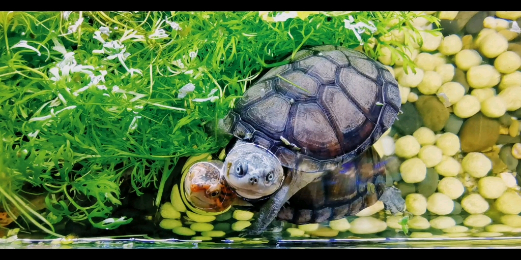 可爱西非侧颈龟和红面泥龟