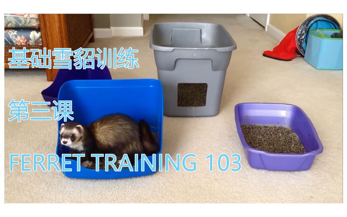 训练雪貂的第三步 Ferret Training 103 | 训练宠物貂上厕所哔哩哔哩bilibili