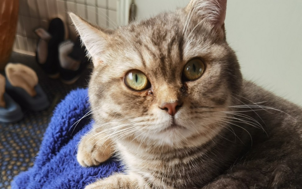 短腿的故事2|你见过这么喜欢睡觉的小咪猪吗