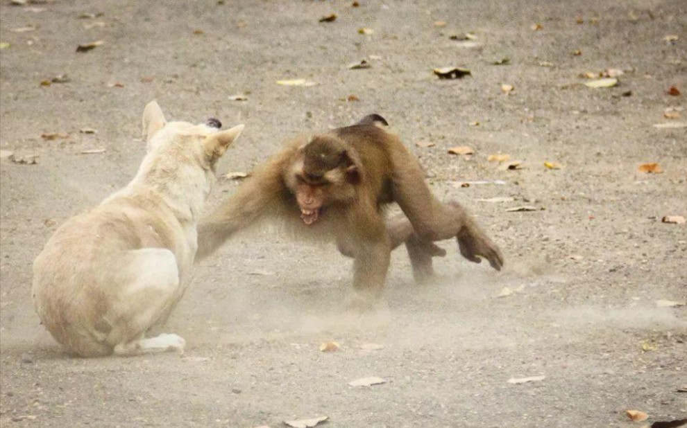 [图]猴 VS 狗，谁技更高一筹？