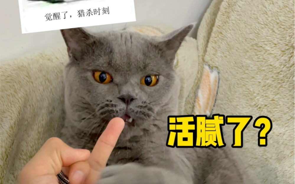 听说猫咪害怕啧的声音是真的吗哔哩哔哩bilibili