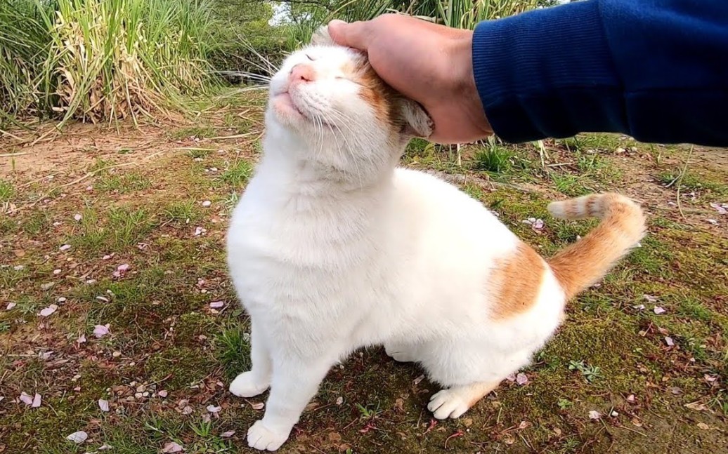 来讨摸的野猫,边发出咕噜咕噜声边叫听起来就像「喵噜噜」太萌了哔哩哔哩bilibili