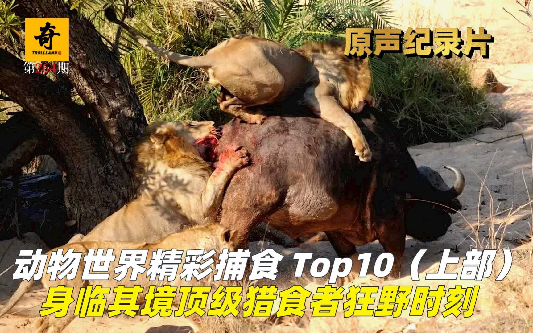 高清原声纪录片,动物世界精彩捕食 Top 10,身临其境顶级猎食者的狂野时刻!哔哩哔哩bilibili