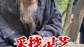 野生加拿大红灵芝 这一采够吃好几年了 哔哩哔哩 つロ干杯 Bilibili