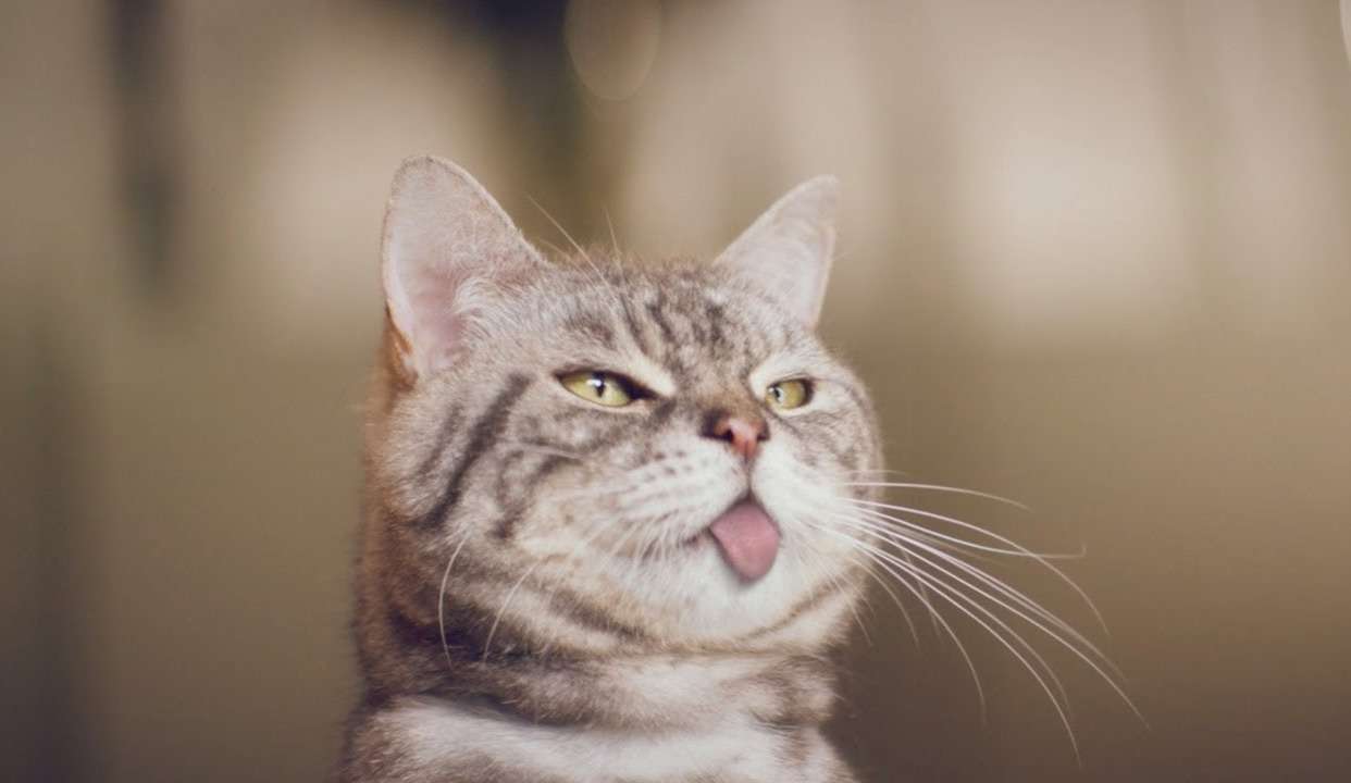 傲娇喵星人:我我我就是要欺负你啊!