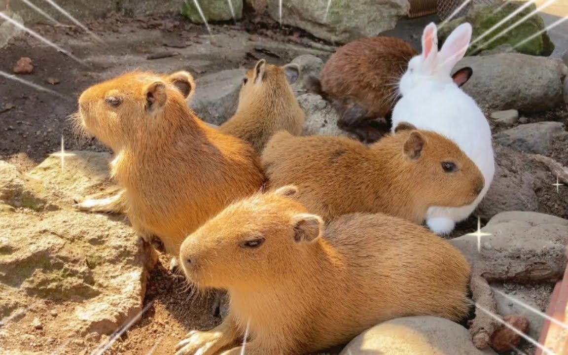 伊豆动物王国 刚出生三周的水豚宝宝