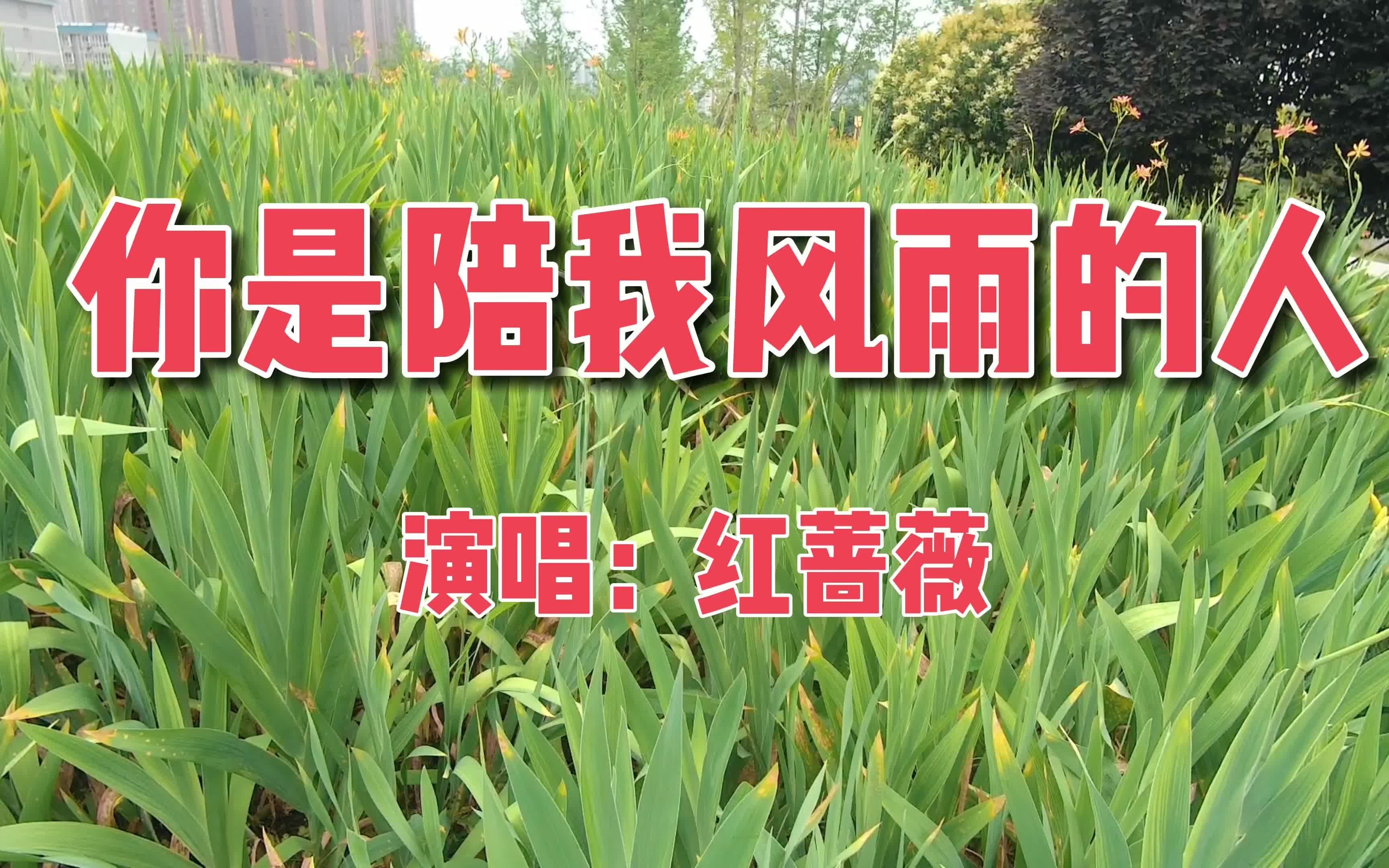 活动作品红蔷薇演唱的你是陪我风雨的人甜美真挚感人送给一生一世相爱