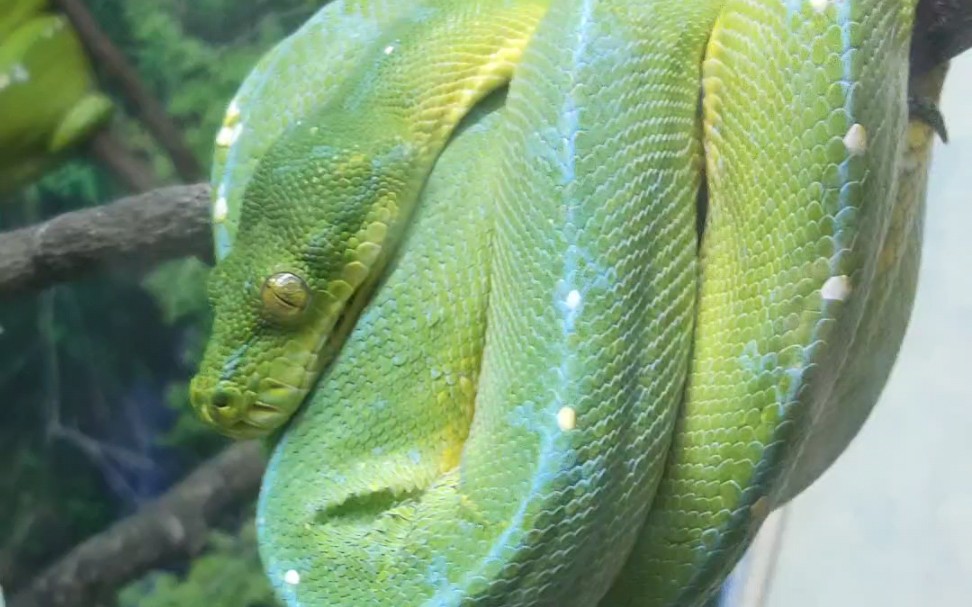 广州动物园-蛇也萌萌哒.