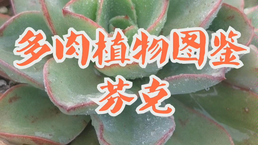 多肉植物图鉴芬克哔哩哔哩bilibili