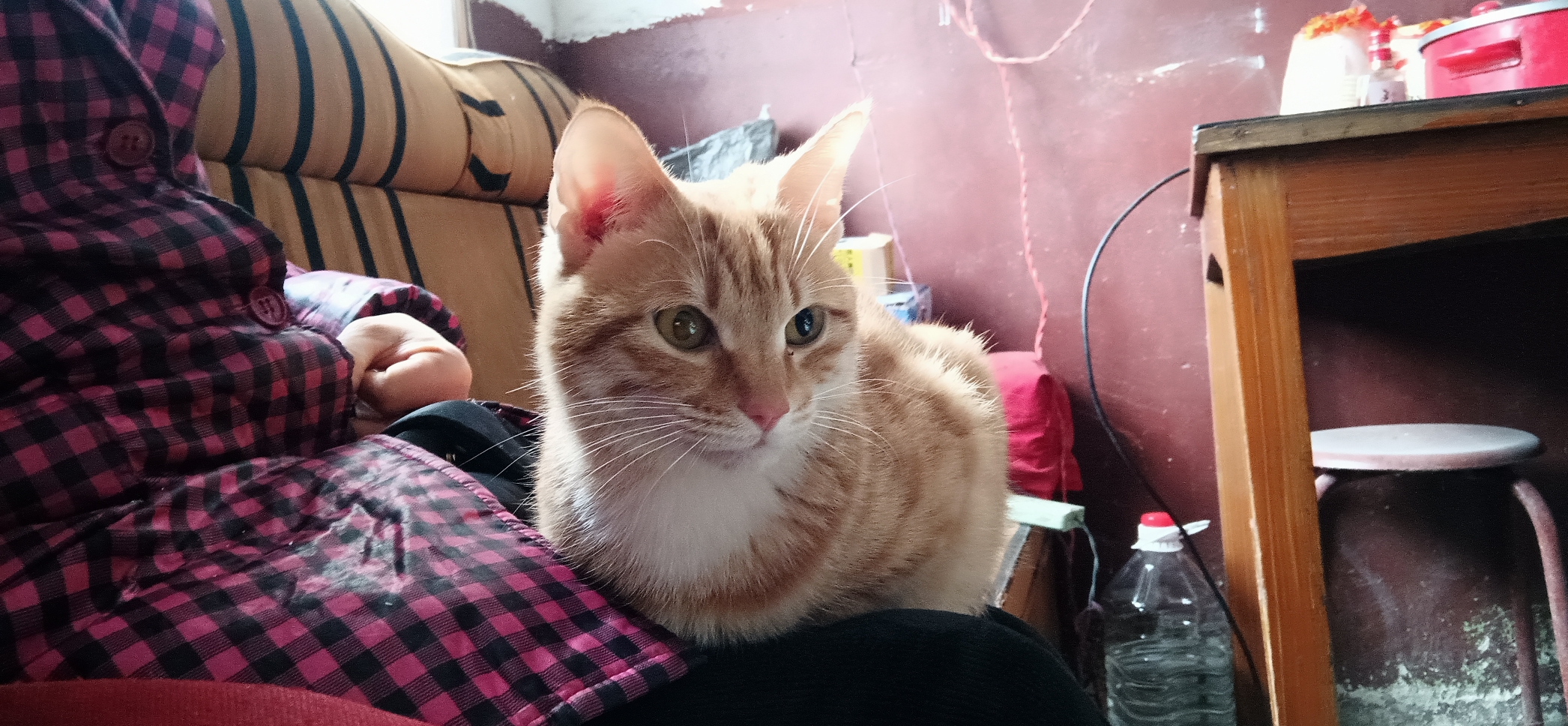 可爱猫猫喵喵豆豆猫9393