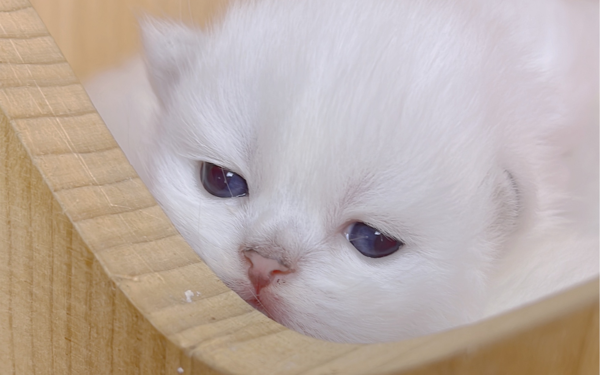 今日份撸猫银点14天了