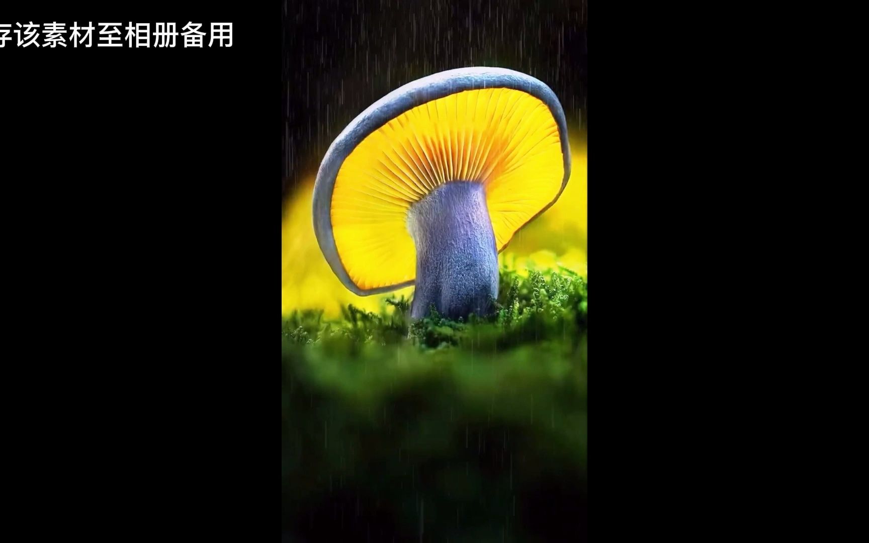 [图]蘑菇下躲雨剪辑教程