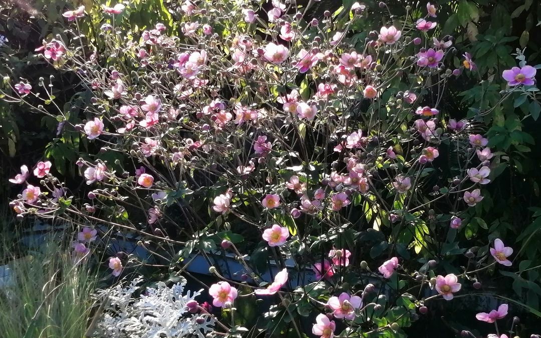 [图]秋花即景