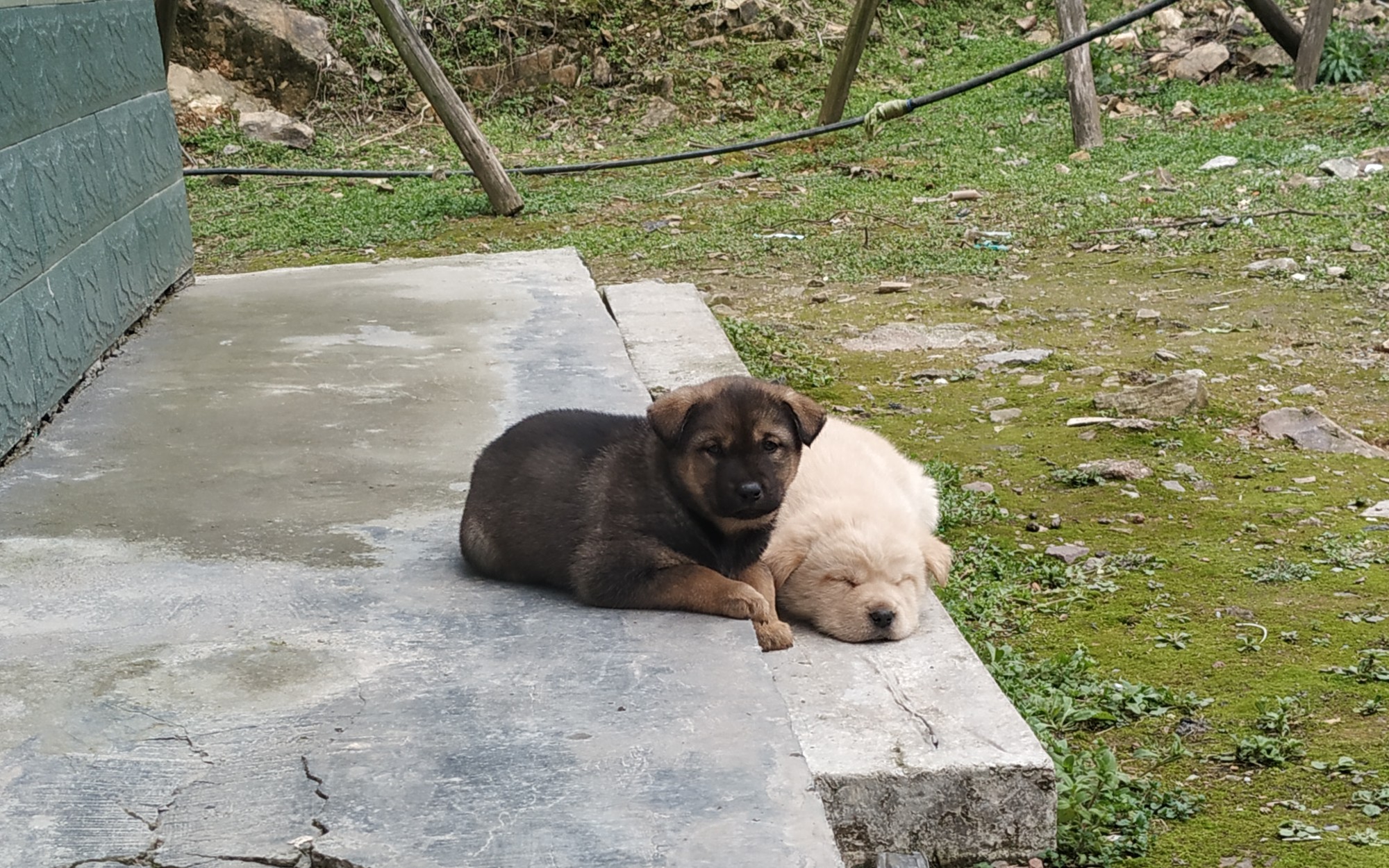 中华田园犬 萌萌哒的小胖白
