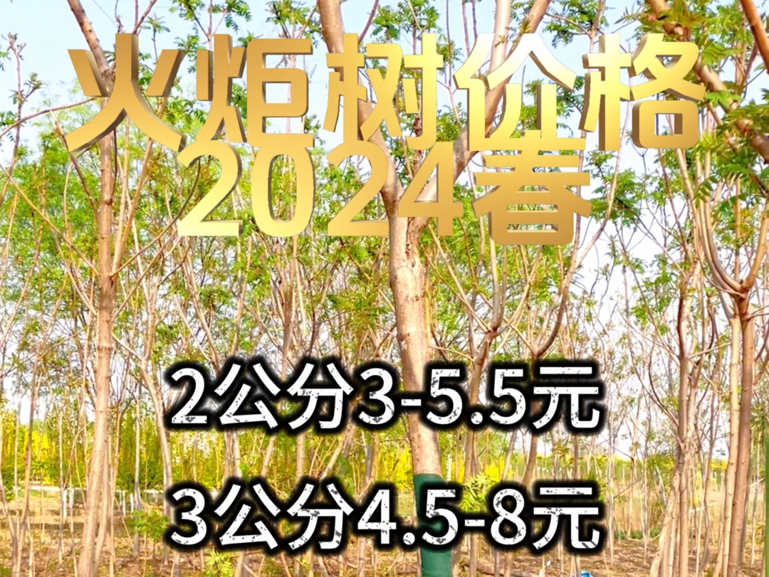 火炬树价格2024年春季整理发布,各规格售价整体下调哔哩哔哩bilibili