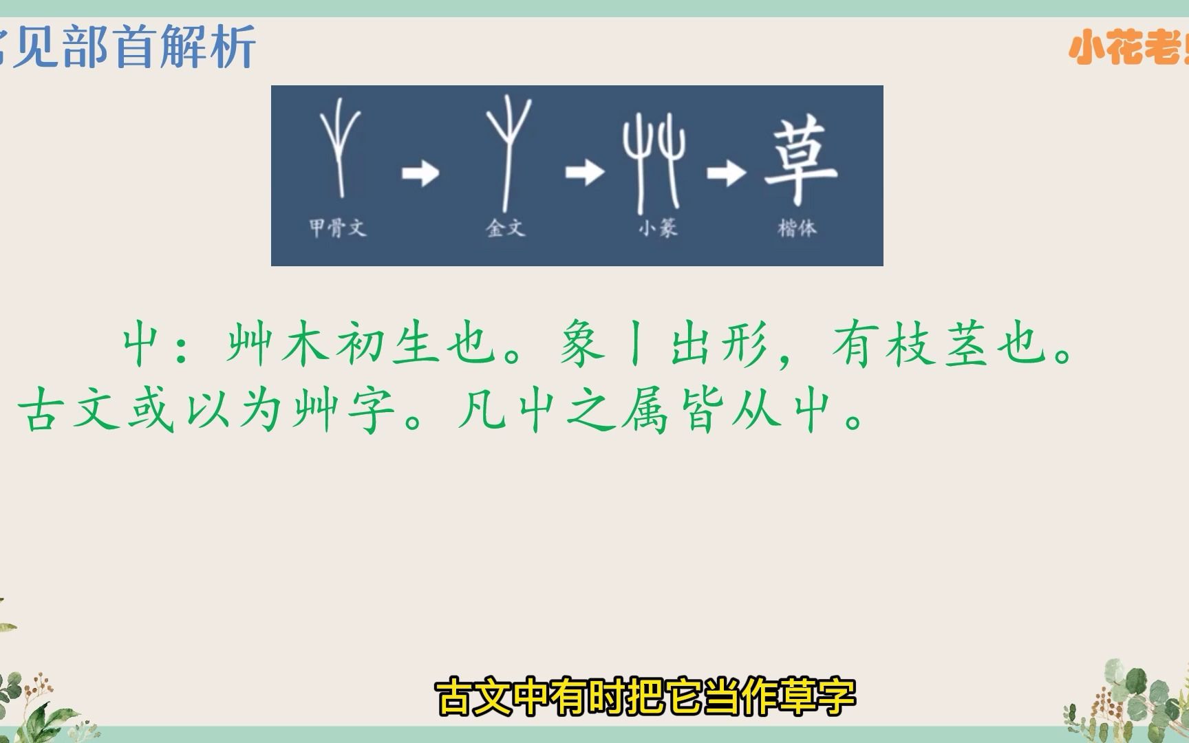 字理识字——植物篇(艹木⺮部)哔哩哔哩bilibili