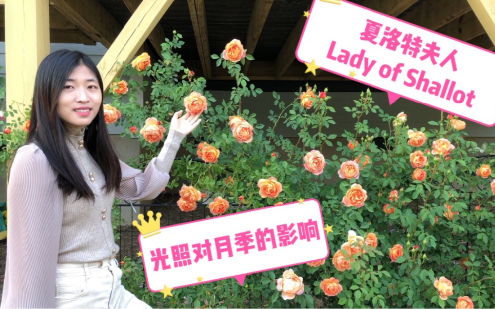 夏洛特夫人品种介绍 Introduce to Lady of Shallot rose|光照对月季的生长影响有多大?看看对比就知道了哔哩哔哩bilibili