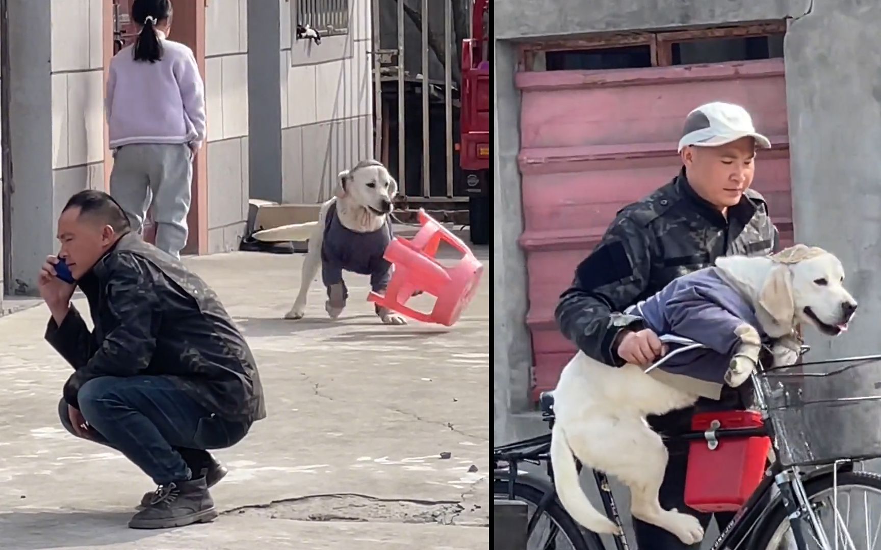 主人蹲地上打电话,狗子立马叼来凳子讨好:没一个动作是多余的哔哩哔哩bilibili