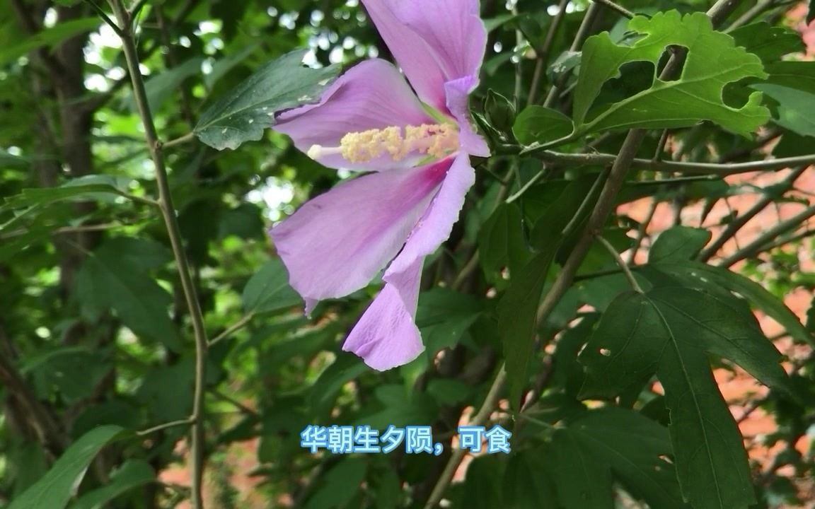 诗经里的植物木槿哔哩哔哩bilibili