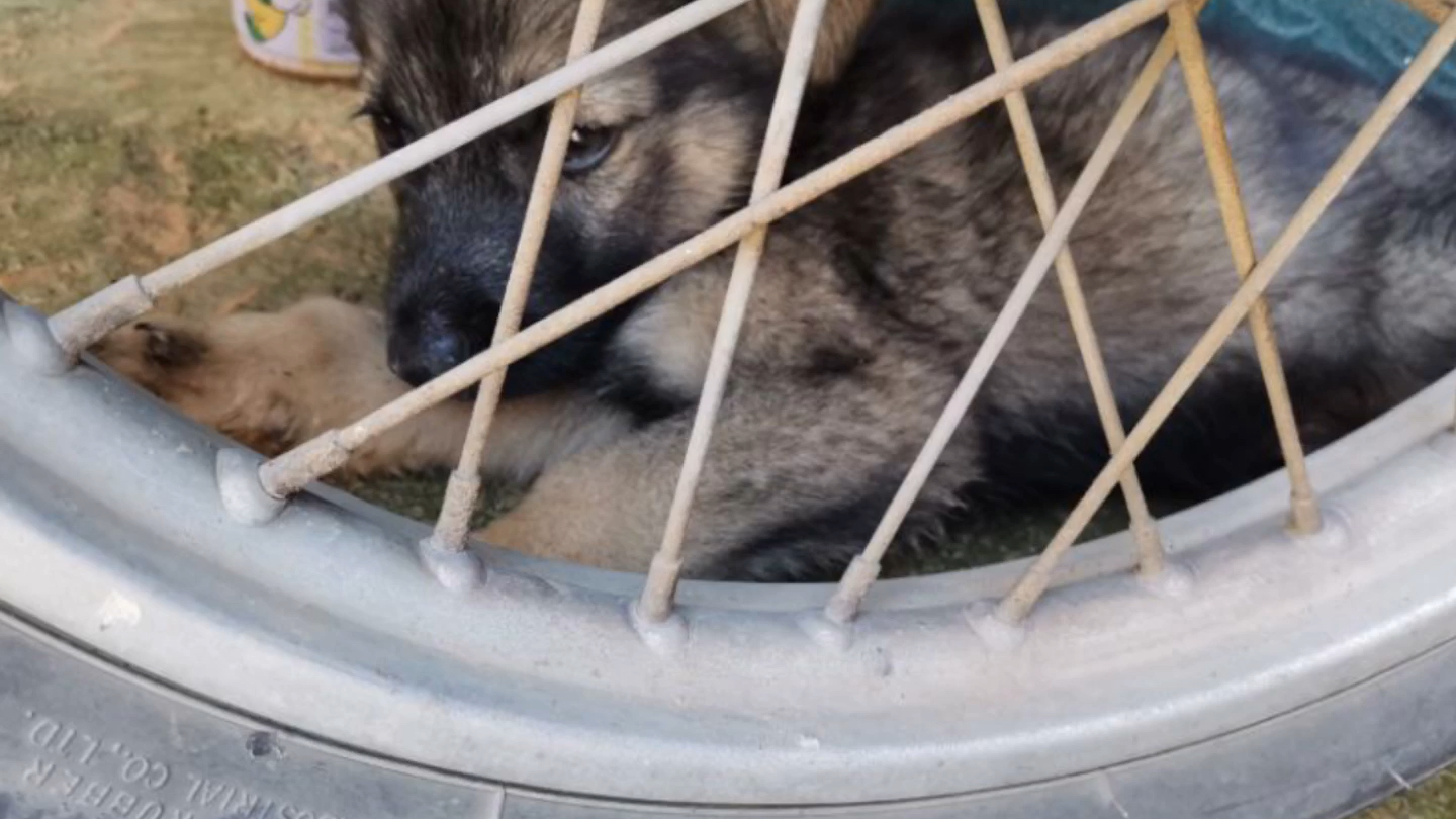 可爱的小黑蛋儿,大黑蛋儿