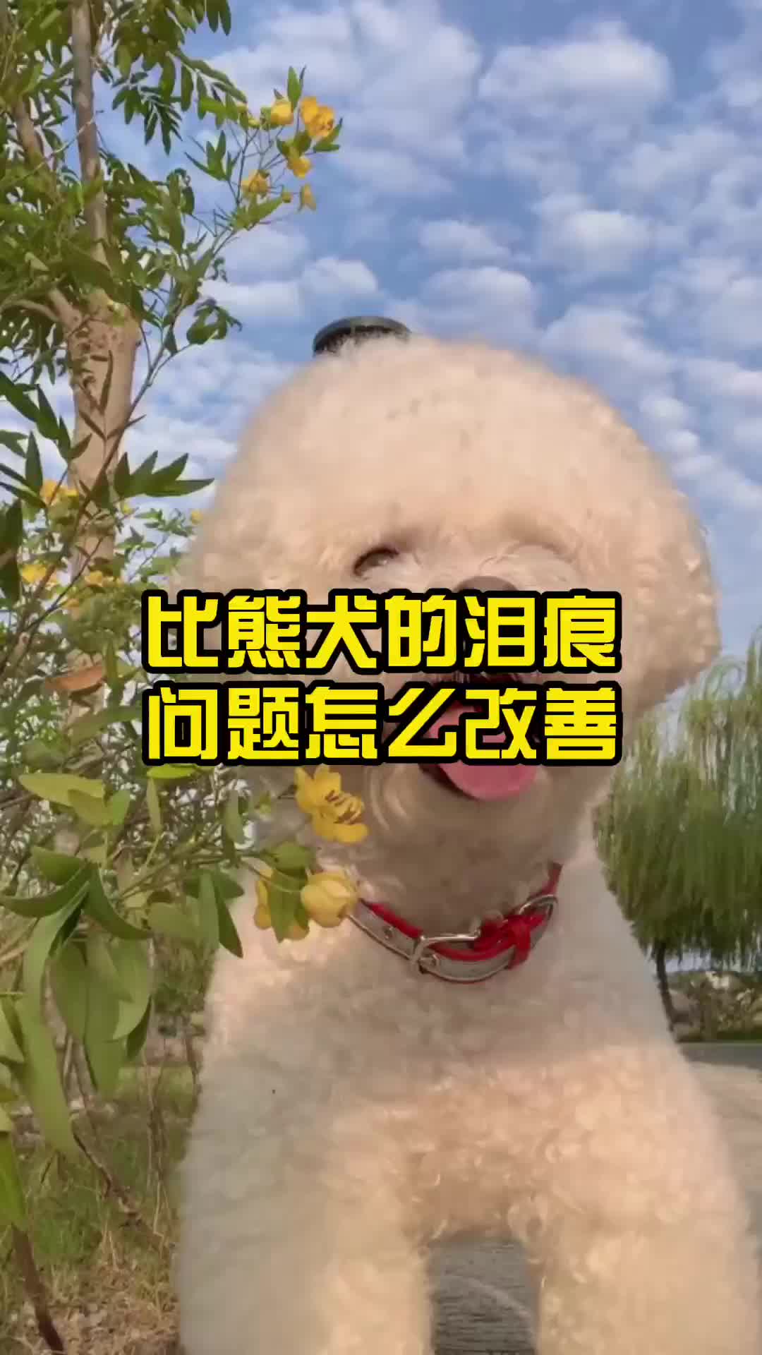 [图]比熊犬的泪痕问题怎么改善。