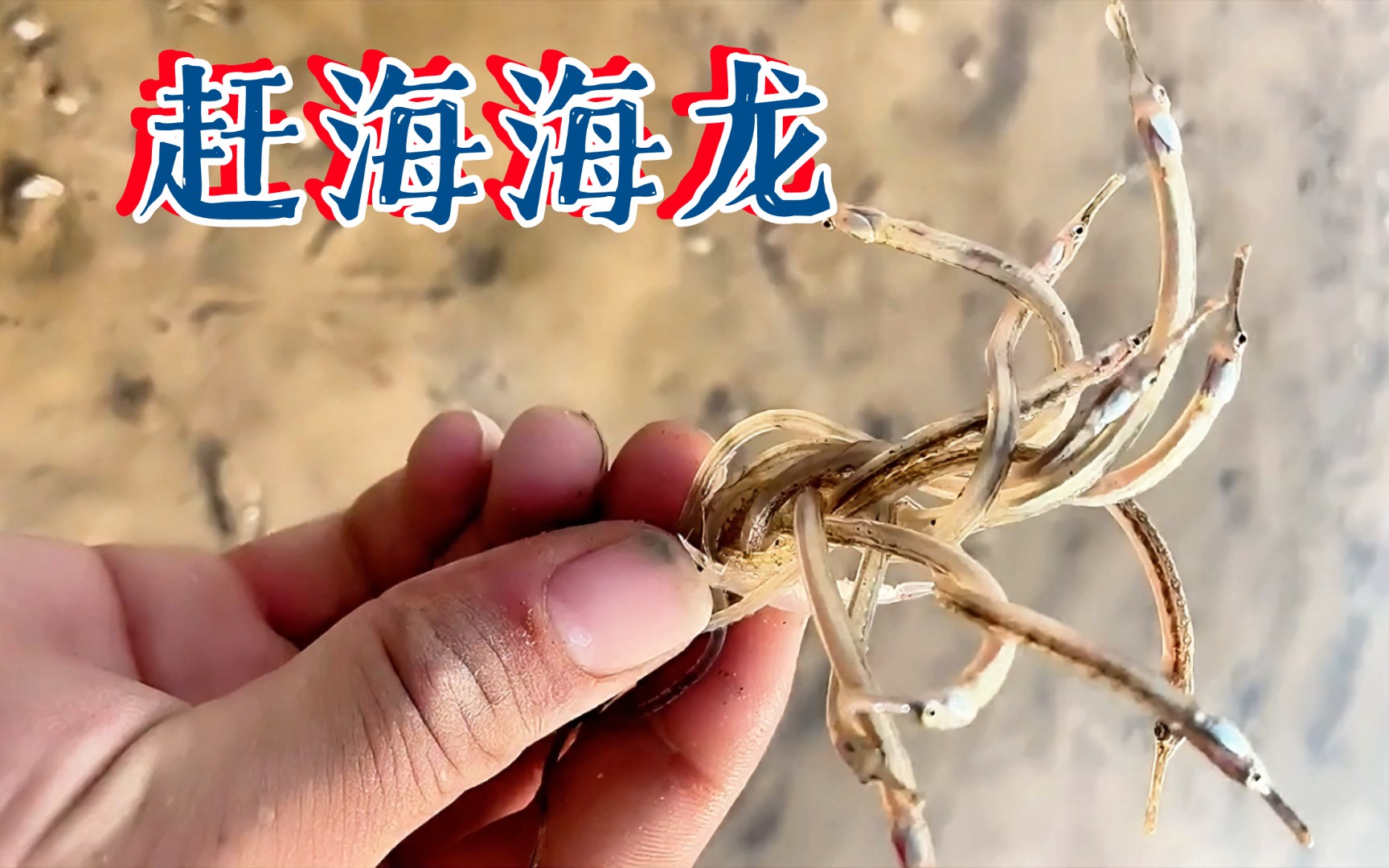 赶海发现海龙,梭子蟹海金蝉等海洋生物!哔哩哔哩bilibili