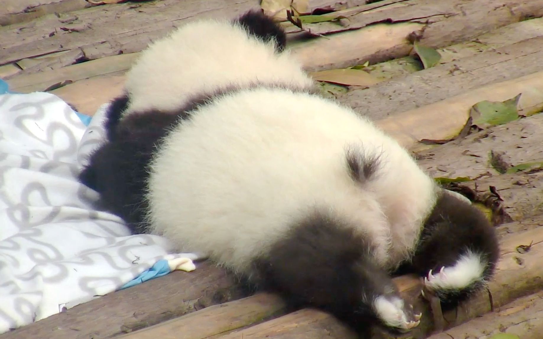 一口气吸3分钟熊猫屁屁是什么体验?-珊瑚怪怪-萌萌兽-哔哩哔哩视频