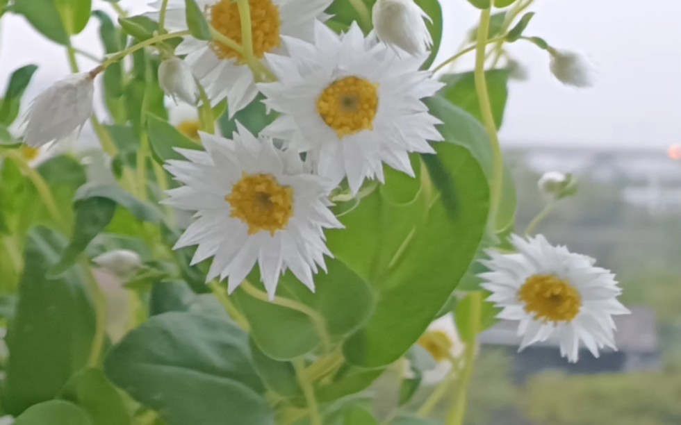 鳞托菊真的绝美!