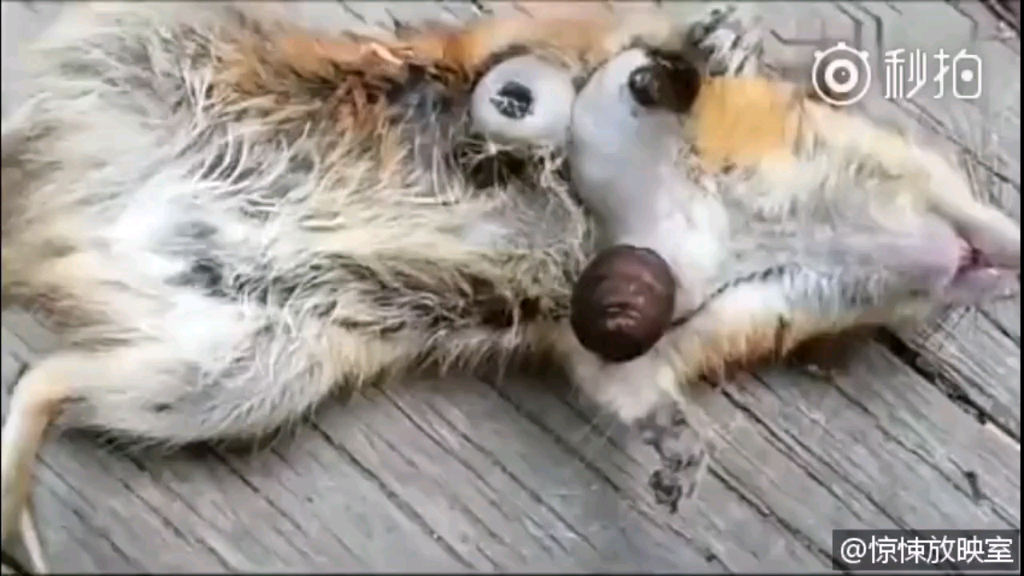 被寄生虫害死的松鼠宿主死亡虫子钻出来了