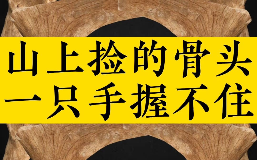 山上捡的骨头,一只手握不住