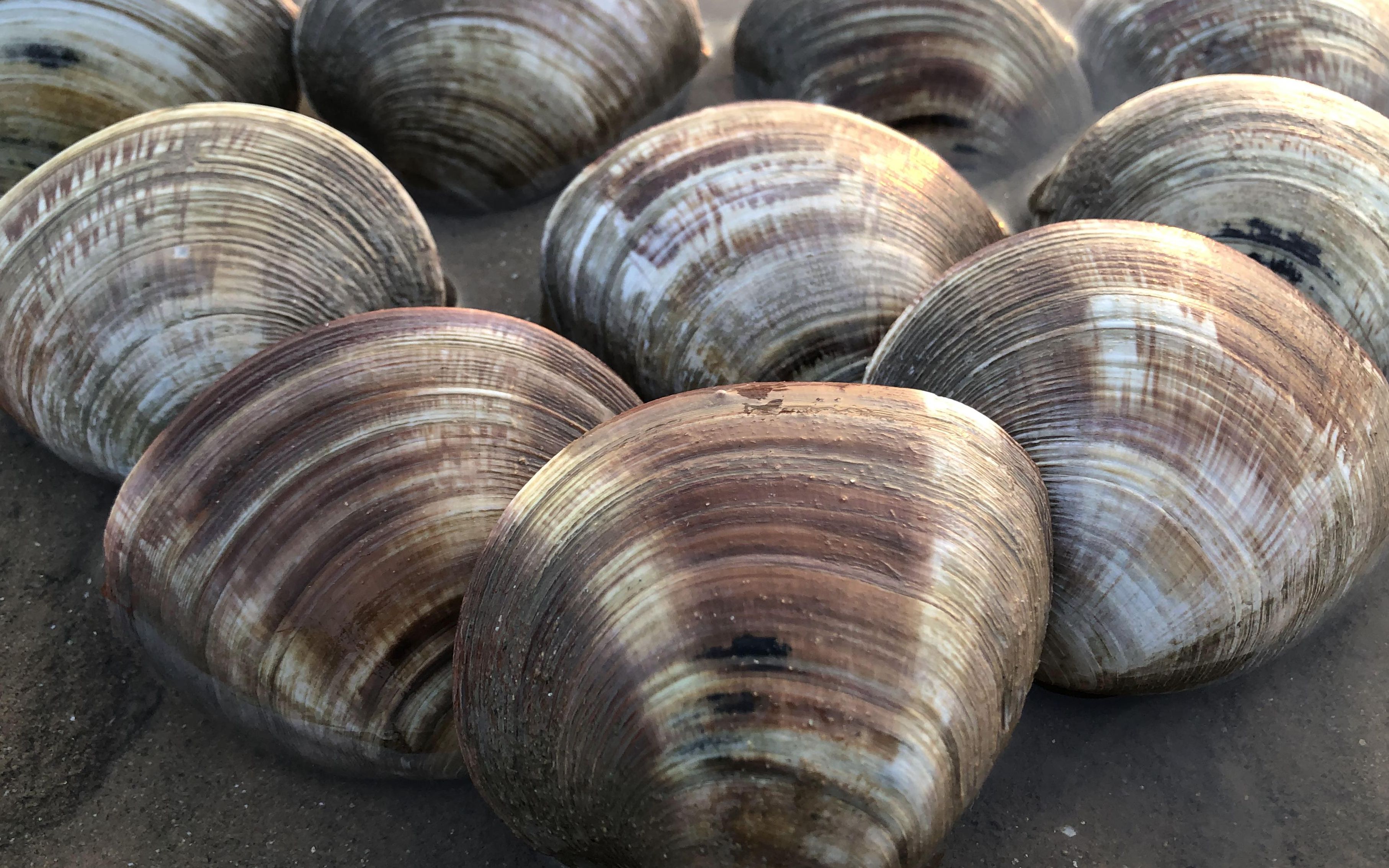 东部海域美贝特别多,都在沙滩上冒个头,二哥赶海一会就快爆桶了