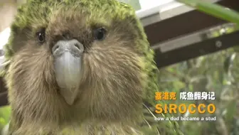 【纪录片】赛洛克 咸鱼翻身记【双语特效字幕】【纪录片之家爱自然】