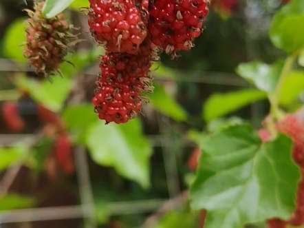 第一次见到一颗一点都不高的树能长出来这么多果子 #感受大自然的气息和美景 #桑椹熟了 #田园里的小幸福哔哩哔哩bilibili